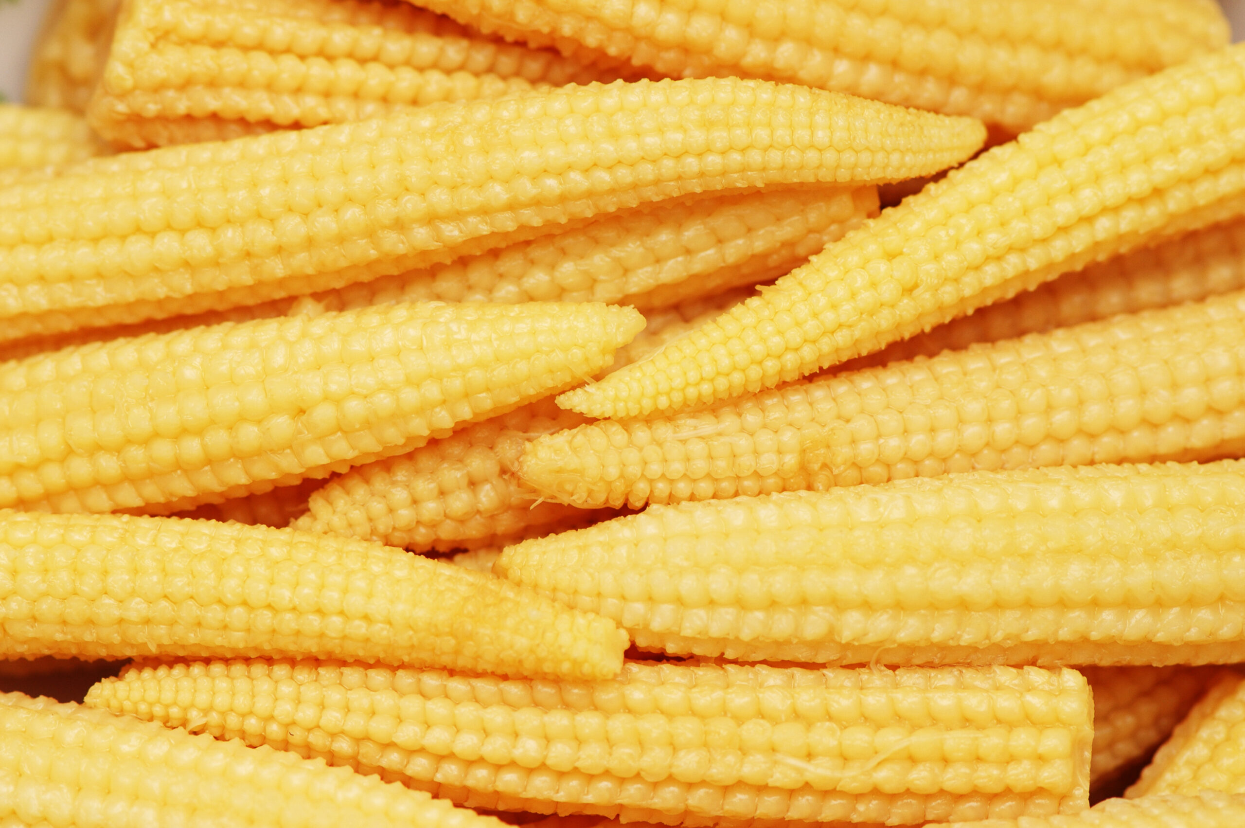 Baby corn cobs arranged as a background