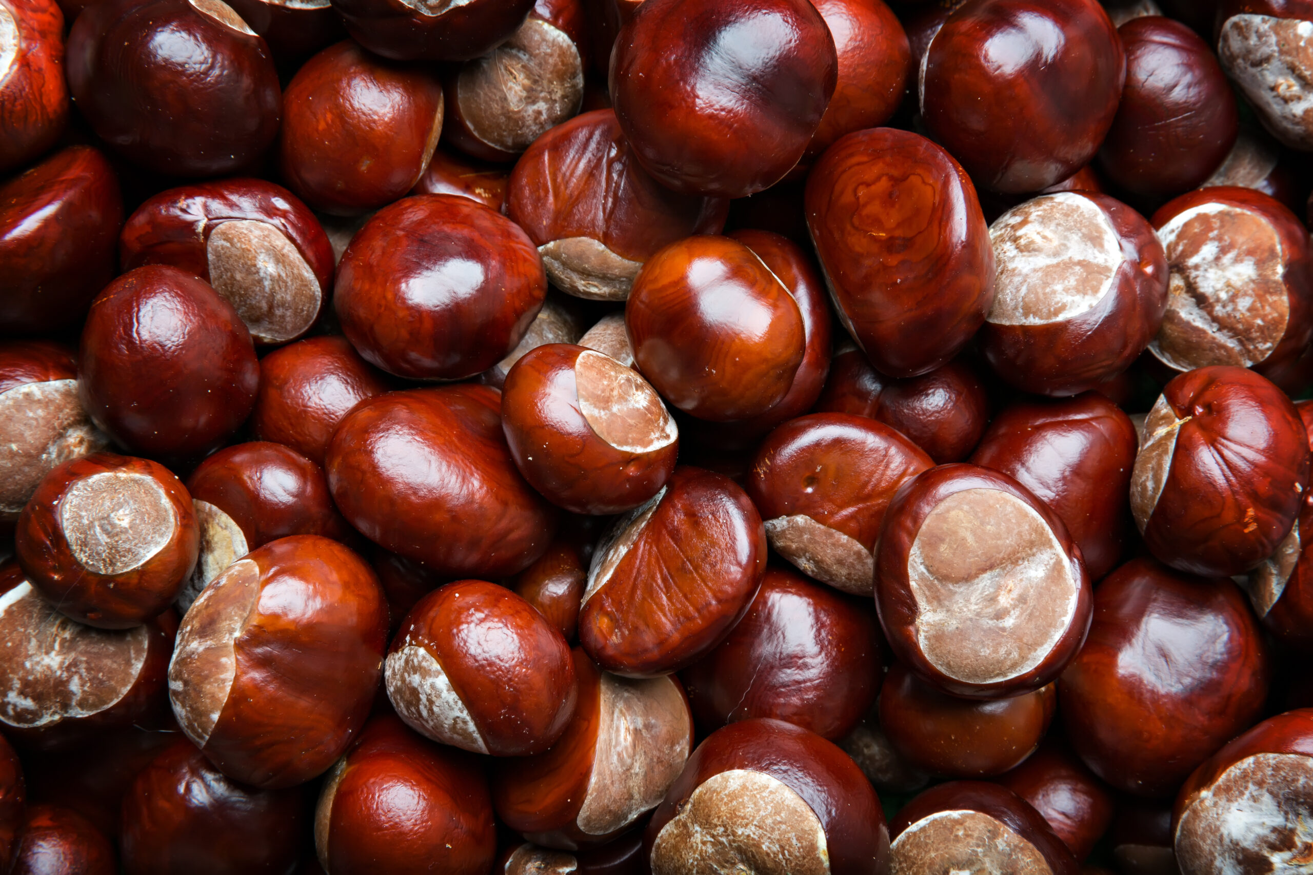 brown chestnuts, autumn background