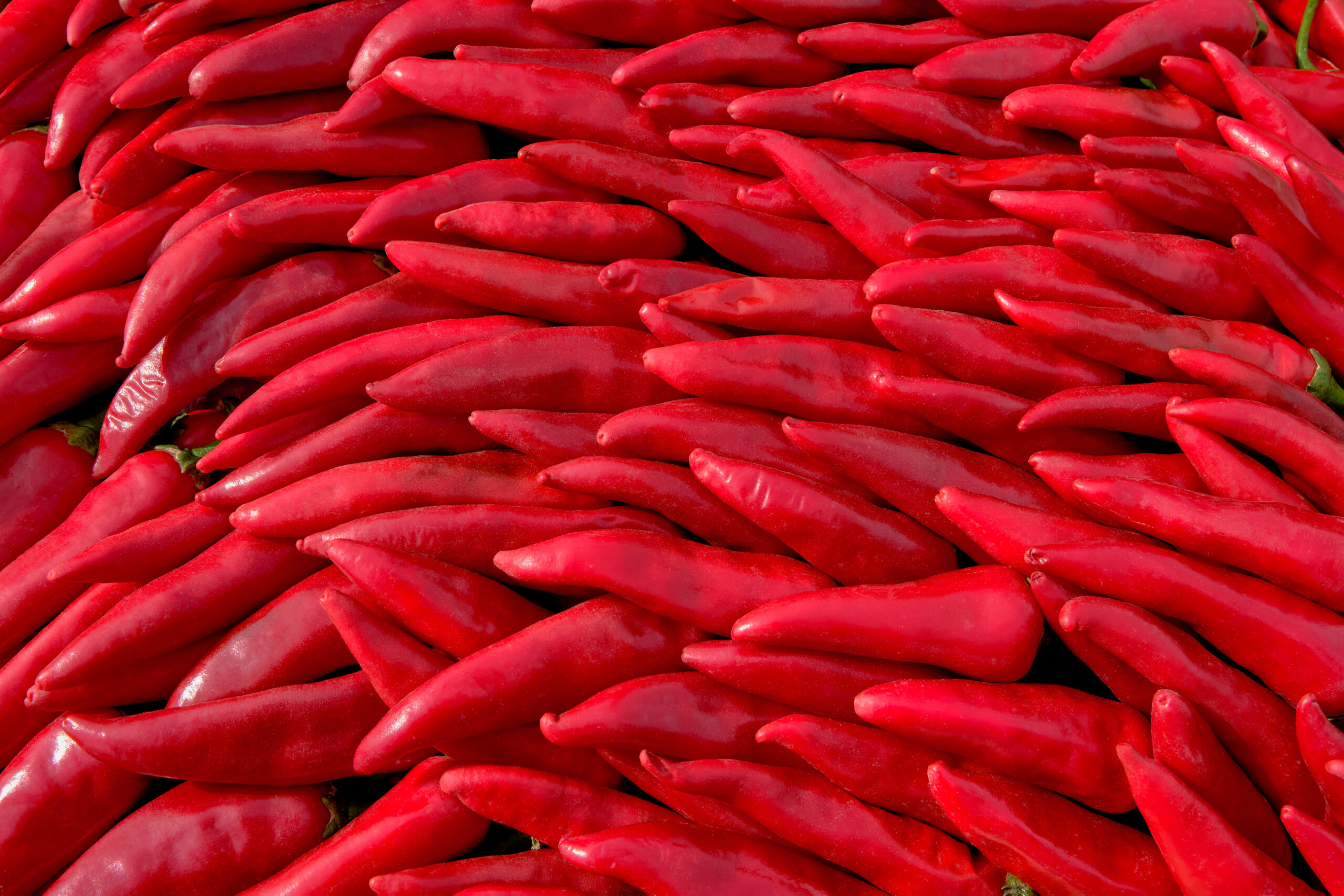 Fresh hot red pepper. Chili pepper background.