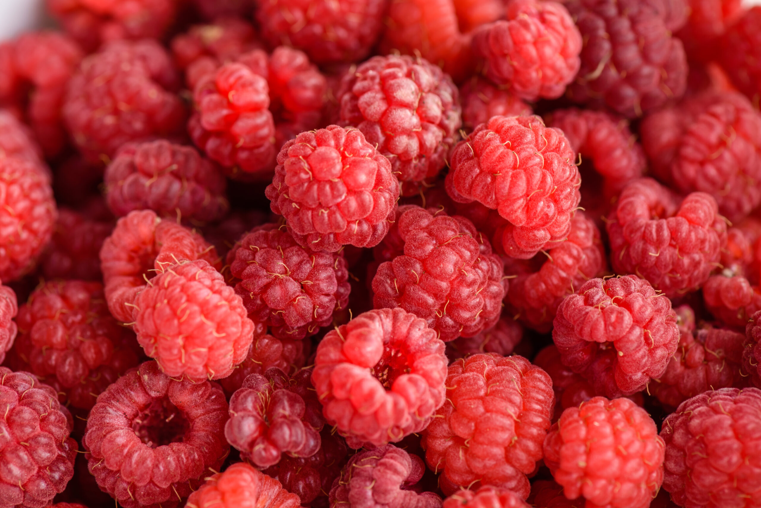 Just picked red and ripe raspberries background