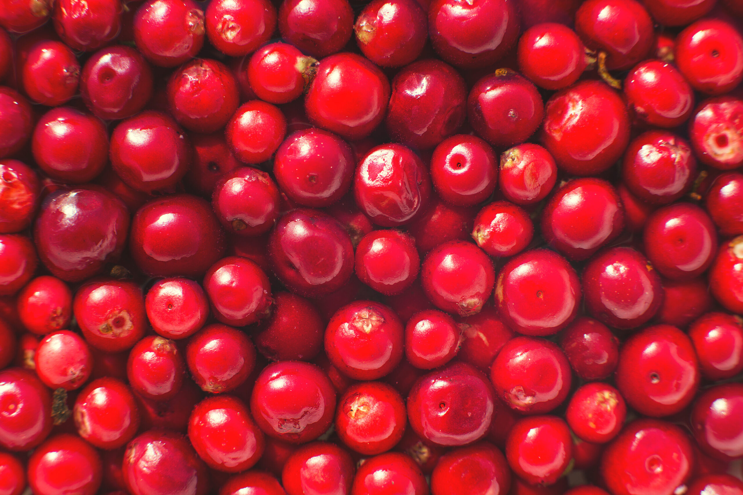 many berries of red lingonberry. lingonberry background. lingonberry close