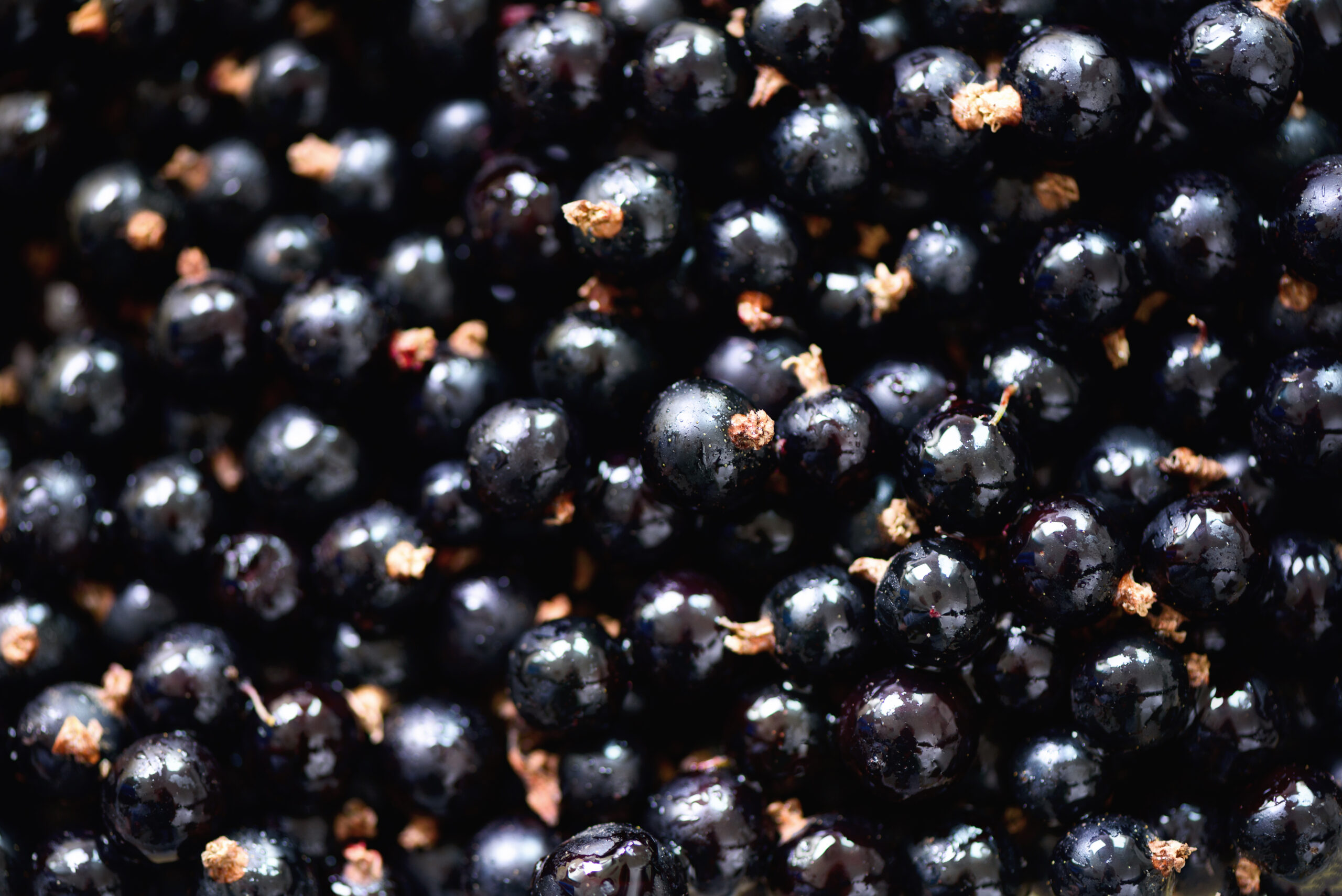 Organic black currant backgound with copy space. Top view, close up. Vegan and vegetarian concept. Summer healthy food. Macro of berries.