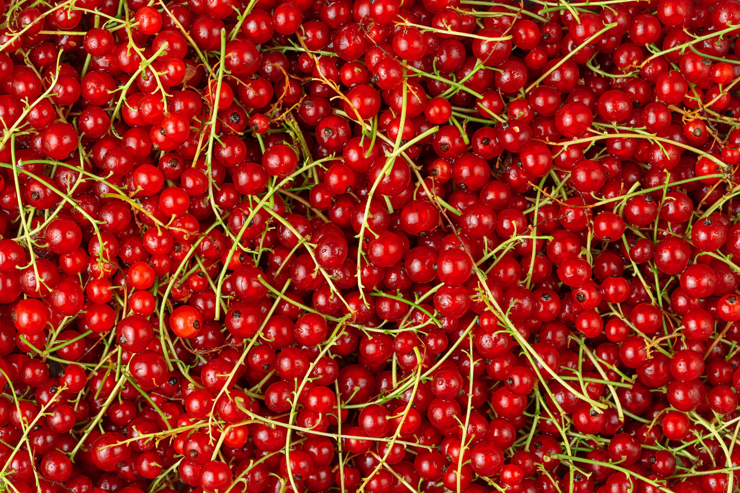Red currant background. Antioxidant food, overhead.
