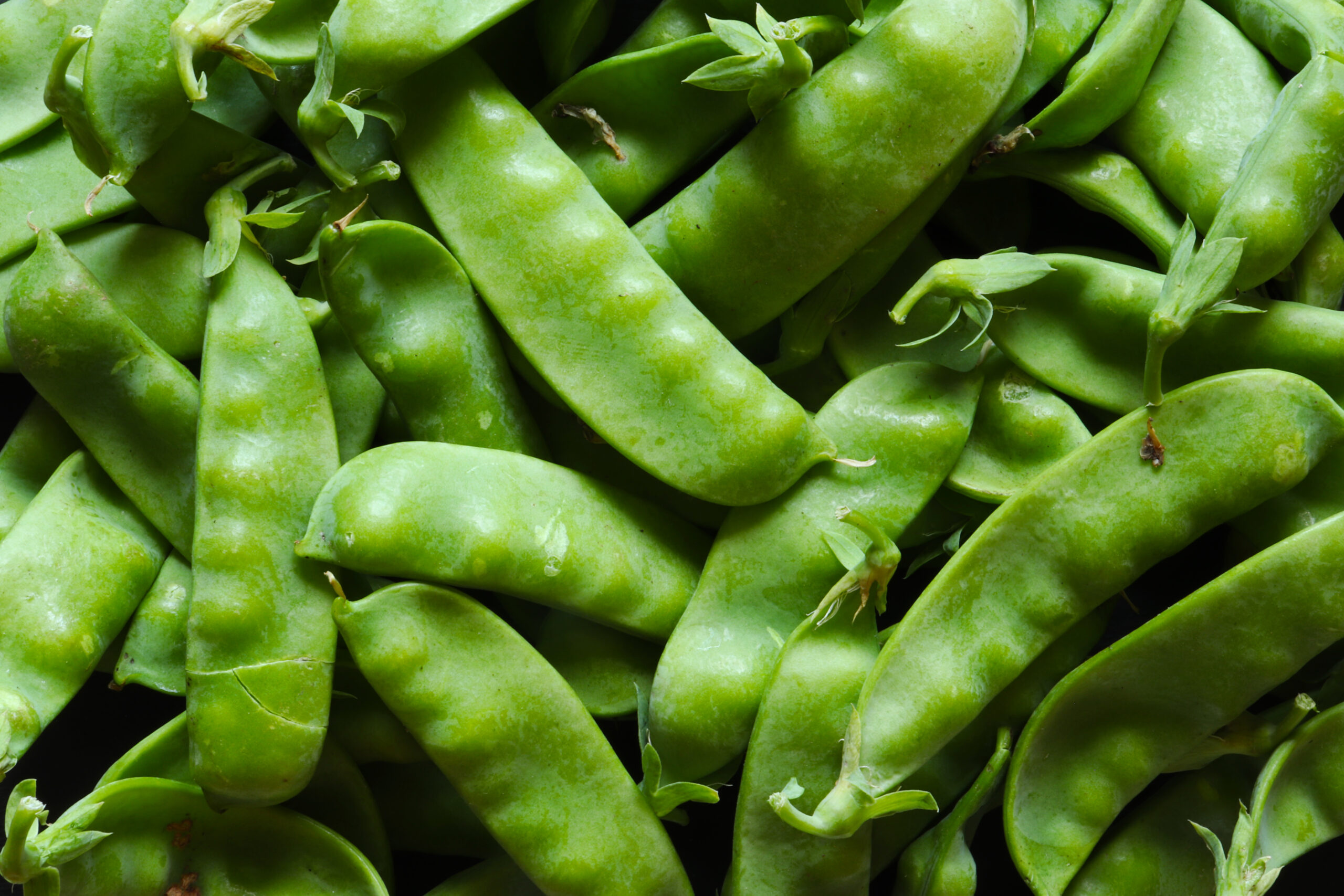 Photography of snow peas for food illustrations